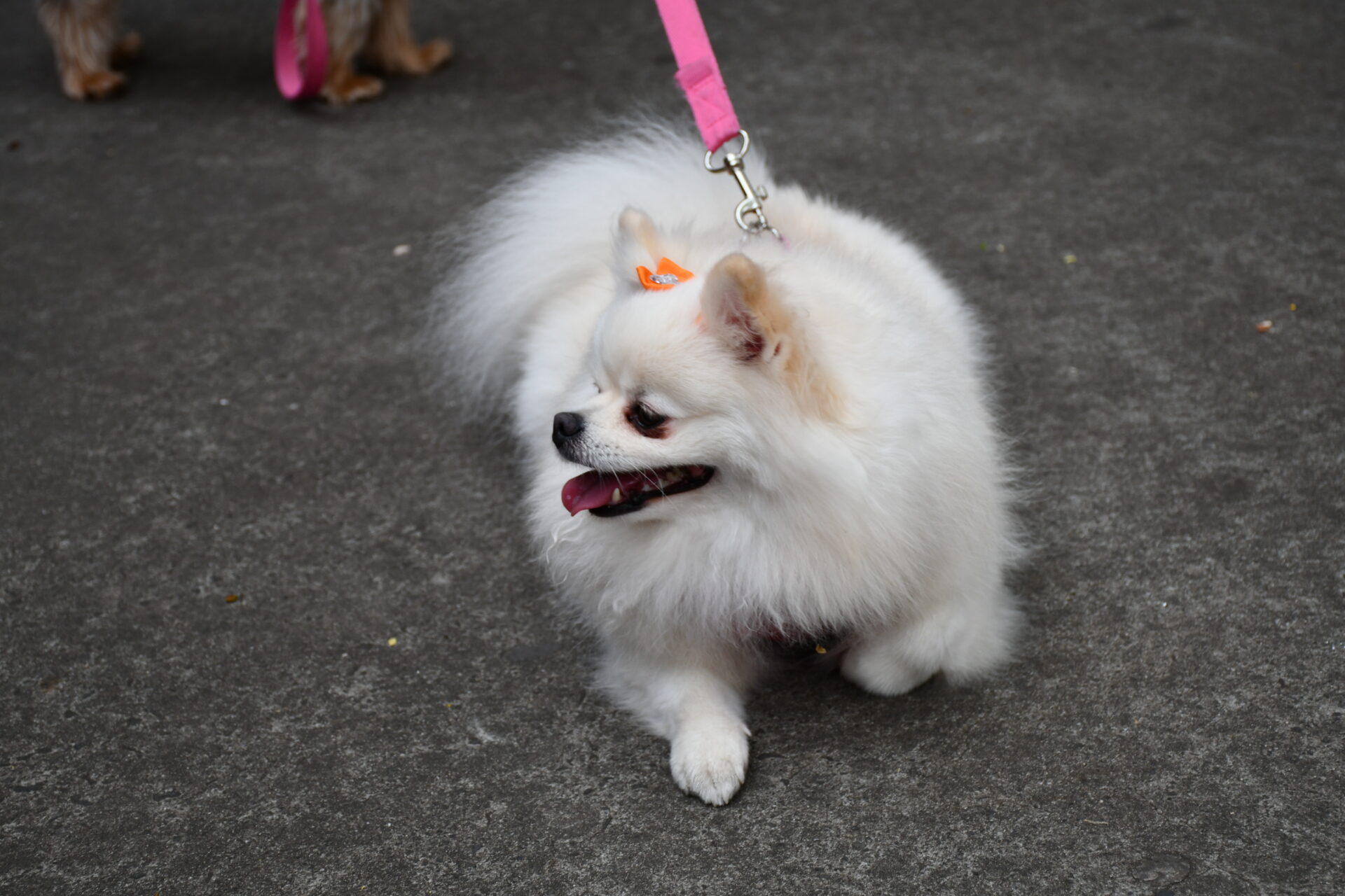 benção-animais-sao-francisco-de-assis (14)