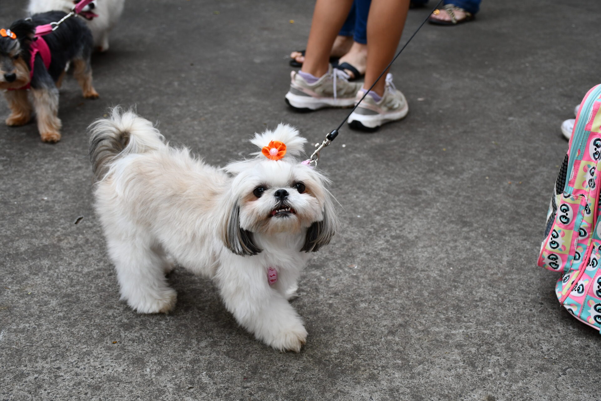 benção-animais-sao-francisco-de-assis (20)