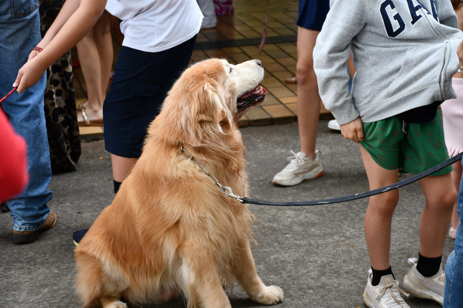 benção-animais-sao-francisco-de-assis (22)