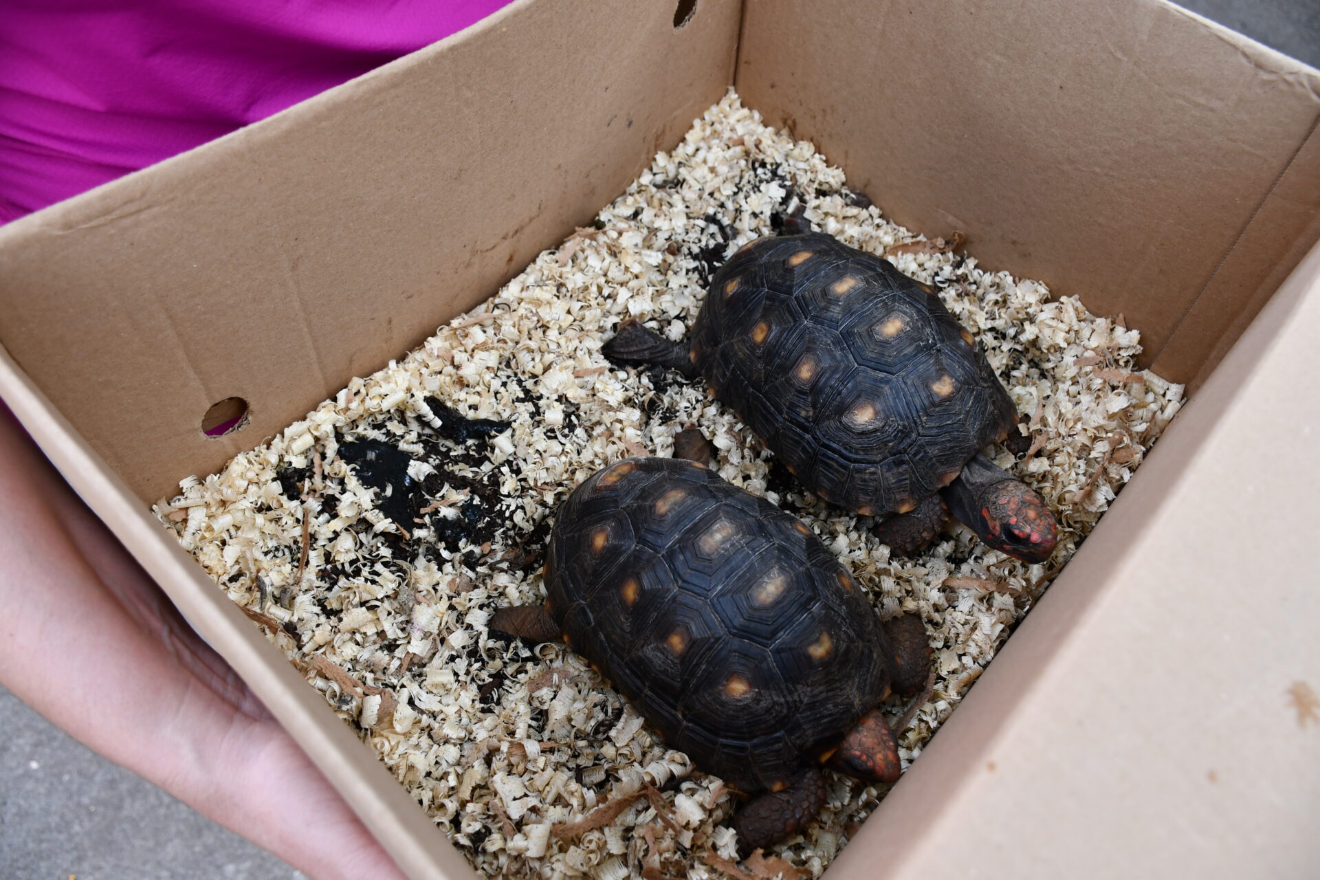 benção-animais-sao-francisco-de-assis (25)