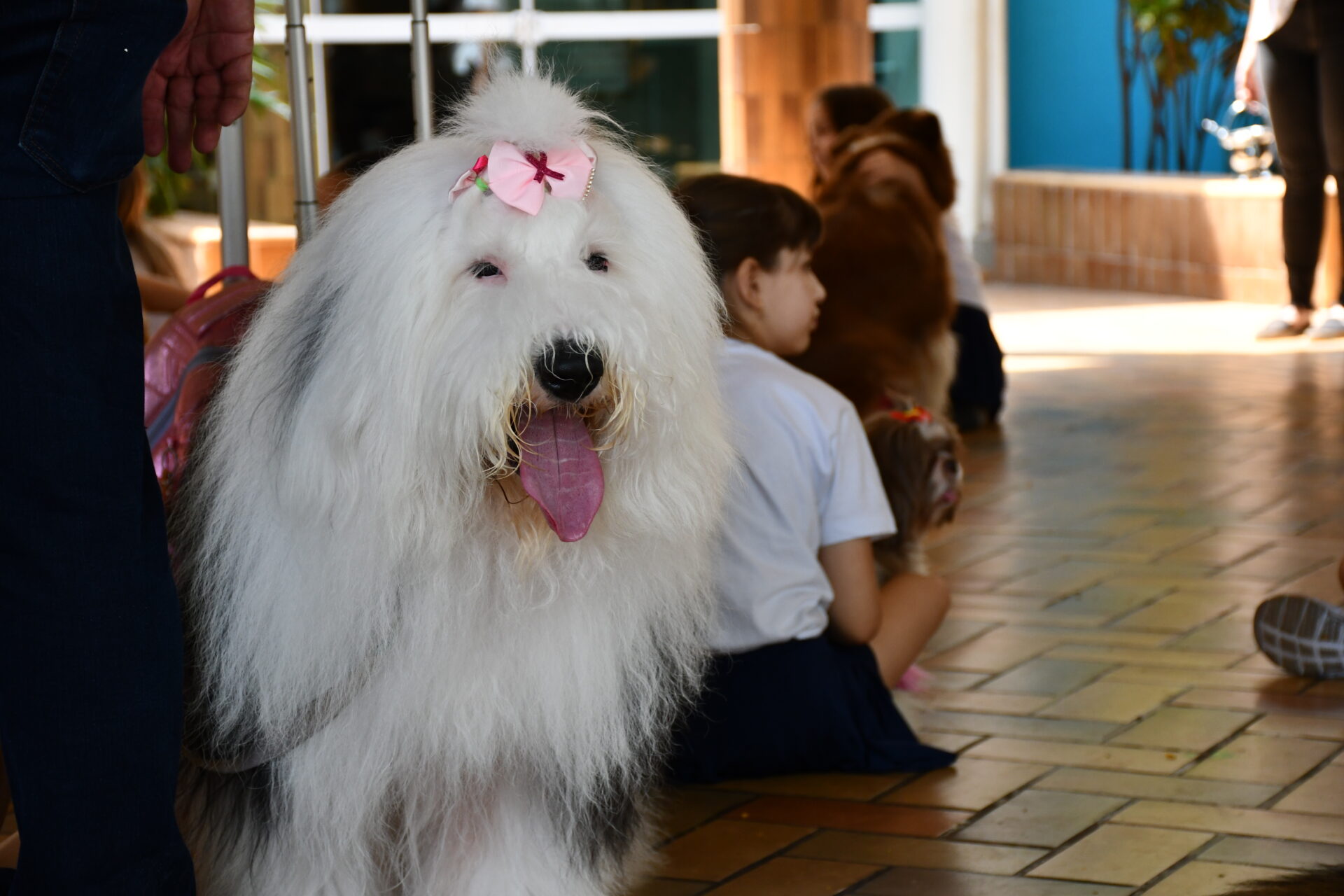 benção-animais-sao-francisco-de-assis (37)