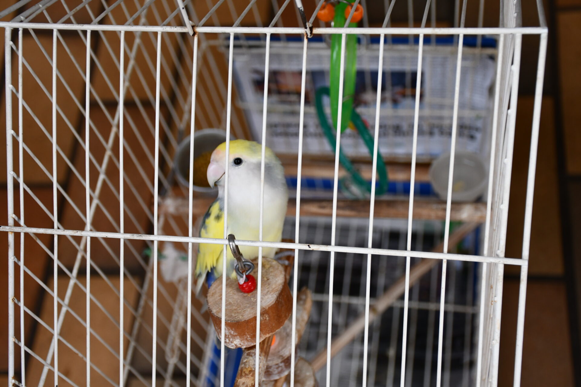 benção-animais-sao-francisco-de-assis (4)