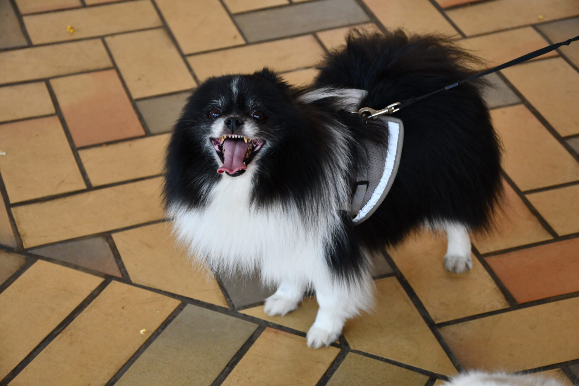benção-animais-sao-francisco-de-assis (42)