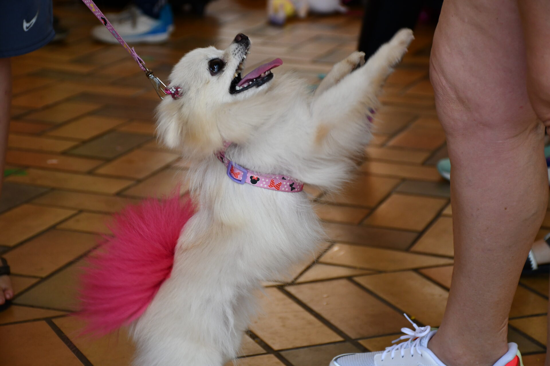 benção-animais-sao-francisco-de-assis (45)
