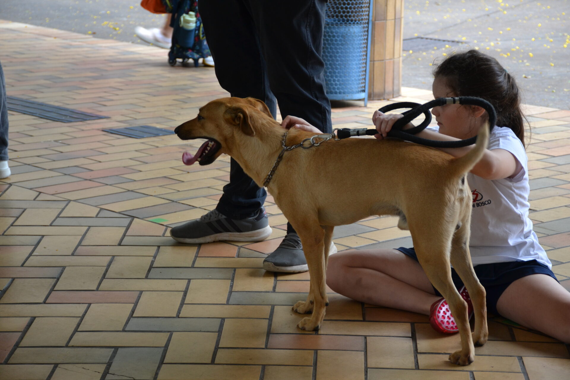 BENÇÃO.DOS.ANIMAIS (51)